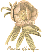 Paeonia